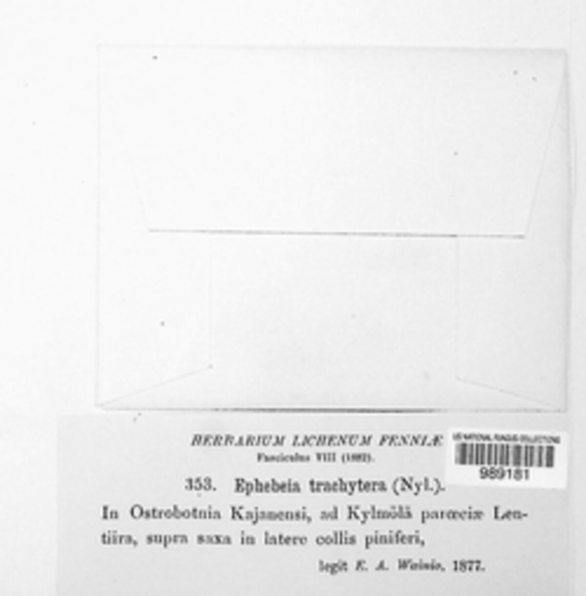 Ephebe trachytera image